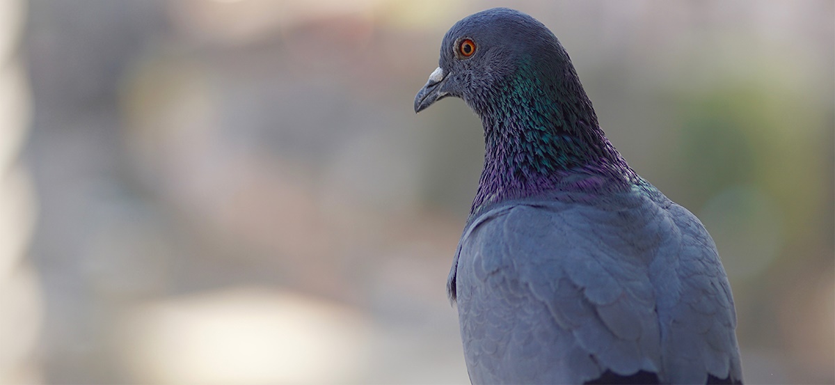 securing bird licences securing bird licences